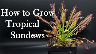 Growing Carnivorous Plants E4 Tropical Sundews