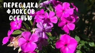 ПЕРЕСАДКА ФЛОКСОВ ОСЕНЬЮ. Мои цветы. Мой опыт.