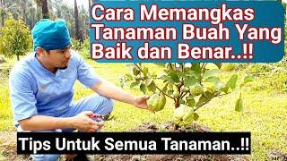 Cara Memangkas Tanaman Buah Yang Baik dan Benar Mangga Jambu Kelengekeng Alpukat dll