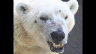 Three Polar Bear Attacks That Will Curl Your Toes