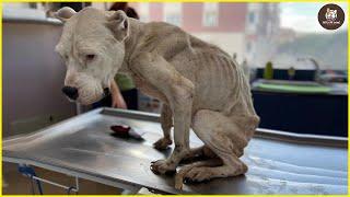 Locked and neglected 2 years the loyal dog silently wait for heartless owner