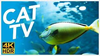 CAT TV  - 20 Hours of Underwater Fish Videos for Cats FISH TV 4K