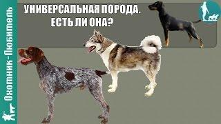 УНИВЕРСАЛЬНАЯ охотничья собака Есть ли она? Охотник-Любитель