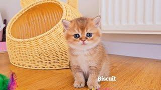 Welcome to the British Shorthair kitten kindergarten