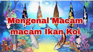 Mengenal Macam macam Ikan Koi