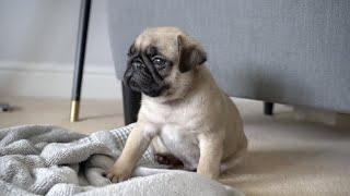 Louis First Day Home  -  8 Week Old Pug Puppy