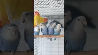 African Lovebirds - Agapornis roseicollis longfeather blue #lovebirds #agapornis #roseicollis