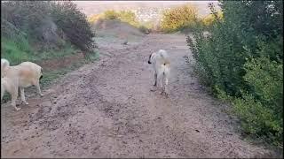 Female Dog Meets Male Dog for the First Time  Animal mating smell