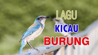 LAGU KICAU BURUNG  鳥語之歌