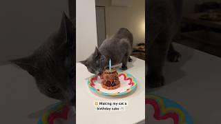 Making my cat a birthday cake  Mickey turned 1 