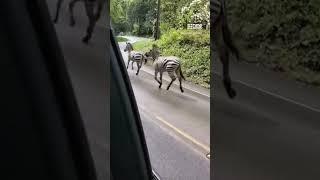 Zebras have excaped from a trailer in Washington State USA causing chaos