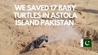 Baby Turtles Rescued In Astola Island - Balochistan Pakistan