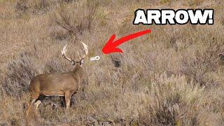 18 pt Buck Public Land Bow Hunting from the Ground  EPIC