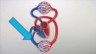 Arteries Veins & Capillaries  GCSE Biology 9-1  kayscience.com