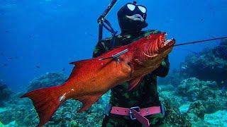 BIG CORAL TROUT  FIRST CLASS  SPEARFISHING PHILIPPINES