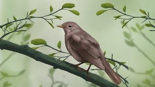 Bird Boy  Thrush Nightingale bird remix
