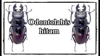 Odontolabis hitam - Präparation  Mounting