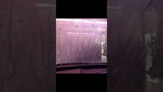 Who washes their car this much #shortvideos #shorts #carwash