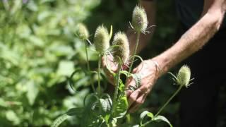 Dipsacus sylvestris Common Teasel