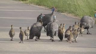 Guinea-fowl protect little keets.