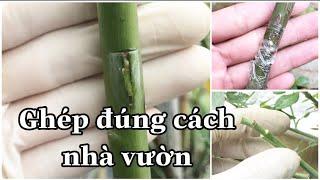 CÁCH GHÉP MẮT HOA HỒNG THEO ĐÚNG CÁCH NHÀ VƯỜN THƯỜNG LÀMCHUẨN GARDEN TV