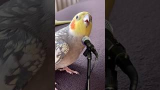 Sultan papağanı Mecnun şarkı söylüyor #cockatiel #song #pets