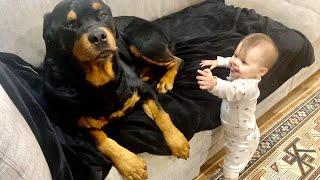 A morning with Rottweiler and Baby 82