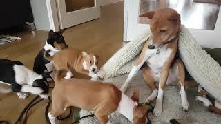 Basenji puppies yodeling