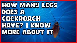 How Many Legs Does A Cockroach Have?