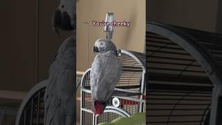 A few of Gizmo’s defiant moments  #talkingparrot #funnyparrot #africangrey #birds #parrot