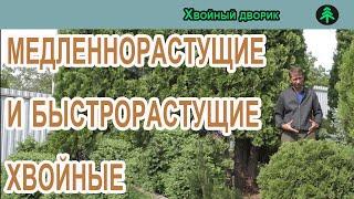 Карликовыемедленнорастущие и быстрорастущие хвойные растения.Питомник Хвойный дворик