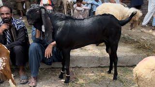 Lahore bakra Mandi  Kato mall  bettal Bakre  desi chattre