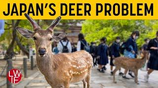 Japans Deer Problem