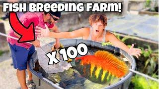 My First FISH BREEDING Project At My FISH FARM