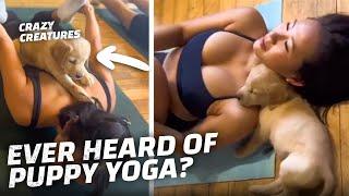 Puppy Yoga Will Melt Your Heart