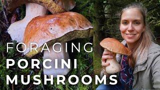 Foraging Porcini Mushrooms and drying them