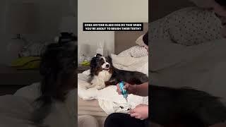 Dog Loves Brushing Their Teeth