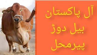 @GupshupToday Bull Race Competition  Pirmahal  بیل دوڑ