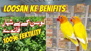 Loosan For Lovebirds  Benefits of Loosen  Lovebirds Breeding Formula  #Lovebirds #birds #breeding