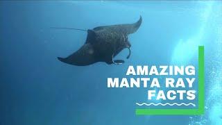 Manta Rays - Amazing Facts