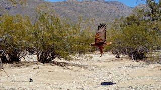 Red tailed hawk caught squirrel