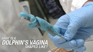 What is a Dolphins Vagina Shaped Like?