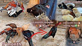 Aseel rooster childrens growth video from 1 day to 10 month amazing chicks growth 