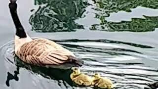 Canada Geese and Goslings