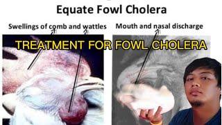 TREATMENT FOR FOWL CHOLERA DISEASE ALSO KNOWN AS LAWAY LAWAY