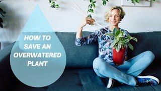 How To Save An Overwatered Plant & Prevent Future Overwatering 