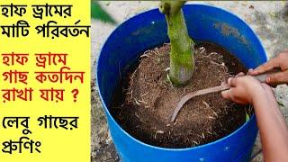 4-5 বছর পর হাফ ড্রাম এর গাছের ভবিষ্যত কি ? হাফ ড্রাম এর মাটি পরিবর্তন l Root pruning