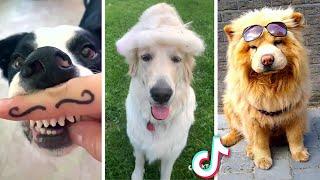 Funny DOGS That Will Make You Laugh All Day 