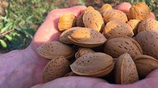 Как правильно посадить миндаль  Подвой для персика  how to plant almonds