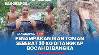 Bikin Geger Bocah di Bangka Tangkap Ikan Toman Seberat 20 Kg